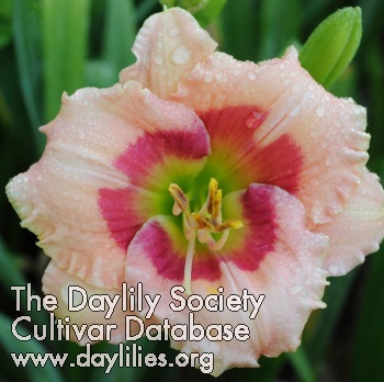 Daylily Holly's Pink Passion